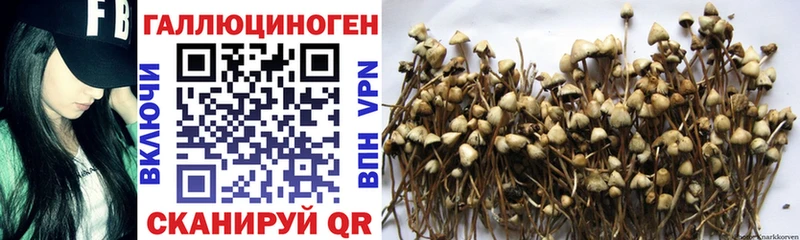 Псилоцибиновые грибы Magic Shrooms  купить наркотики сайты  Балей 